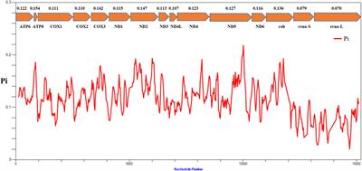 Comparative Analysis of the Mitochondrial Genome of Galatheanthemum sp. MT-2020 (Actiniaria Galatheanthemidae) From a Depth of 9,462 m at the Mariana Trench